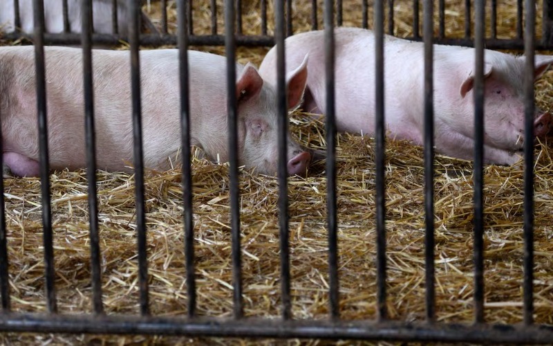 Paraguay prohíbe carne de cerdo española por brote de peste