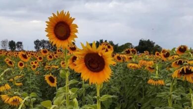 Portuguesa anuncia el regreso de la Feria del Girasol para 2026