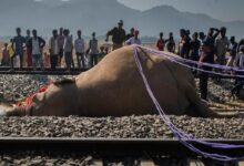 Siete elefantes mueren arrollados por un tren en India