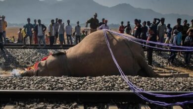 Siete elefantes mueren arrollados por un tren en India