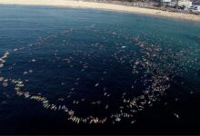 Surfistas y nadadores rinden emotivo tributo a las víctimas del atentado de Sídney
