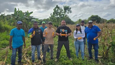 Cedeño inicia cosecha de semillas de maíz para abastecer a productores locales