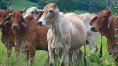 Ingresan 1.947 hembras Brahman a Venezuela para fortalecer el rebaño nacional