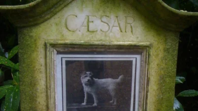 Superar la pérdida de un perro: Un duelo válido y complejo