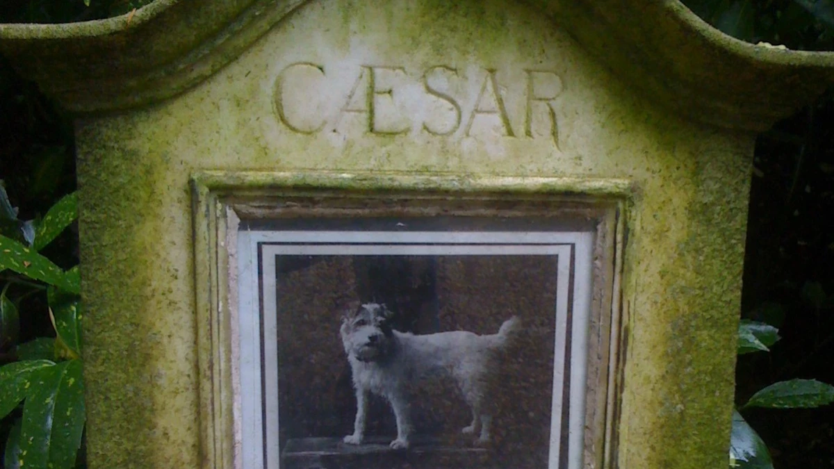 Superar la pérdida de un perro: Un duelo válido y complejo