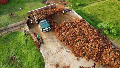 Venezuela logra autosuficiencia en producción de aceite de palma