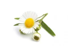 Manzanilla: 7 beneficios clave para la digestión, estrés y control de diabetes