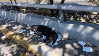 Atropellan a un canino en la autopista de Caracas