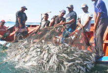 Atención pescadores: Inicia la veda nacional de la sardina hasta marzo de 2026