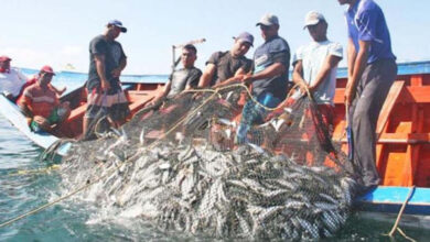 Atención pescadores: Inicia la veda nacional de la sardina hasta marzo de 2026