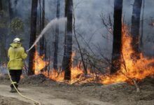 Incendios forestales destruyen más de 700 edificaciones en el sur de Australia