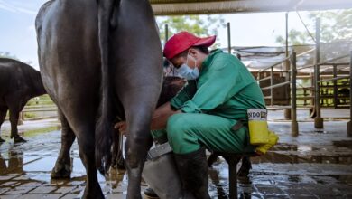 Sector lácteo proyecta crecimiento y potencial exportador para este 2026