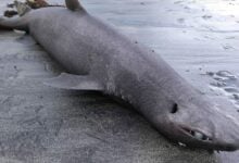 Hallan un tiburón foca varado en una playa de Asturias