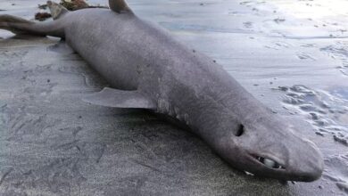 Hallan un tiburón foca varado en una playa de Asturias