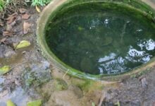 Vecinos de Parari de La Pica se surten de un jagüey tras falla de la bomba de agua