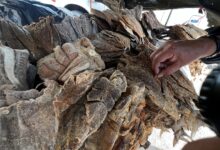 Vendedores del Mercado Viejo en Maturín reportan buenas ventas del pescado salado