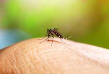 Perú invertirá 25,6 millones de dólares en la lucha contra el dengue en 2026