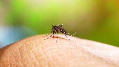 Perú invertirá 25,6 millones de dólares en la lucha contra el dengue en 2026