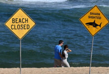 Tres ataques de tiburón en 24 horas sacuden las playas australianas