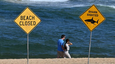 Tres ataques de tiburón en 24 horas sacuden las playas australianas