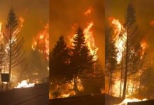 Más de 4 mil hectáreas destruidas por incendios forestales en la Patagonia argentina
