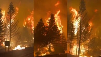 Más de 4 mil hectáreas destruidas por incendios forestales en la Patagonia argentina