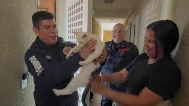 Bomberos de Valencia rescatan a gato atrapado en una reja