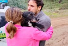 Boro, la mascota desaparecida en accidente de tren en España, es hallada con vida