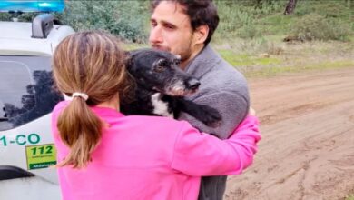 Boro, la mascota desaparecida en accidente de tren en España, es hallada con vida