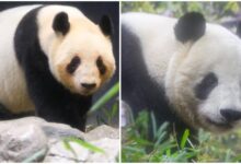 Japón se queda sin pandas por primera vez desde 1972: Xiao Xiao y Lei Lei regresan a China