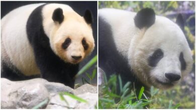 Japón se queda sin pandas por primera vez desde 1972: Xiao Xiao y Lei Lei regresan a China
