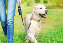 Innovador dispositivo bielorruso facilita el rescate de perros y gatos