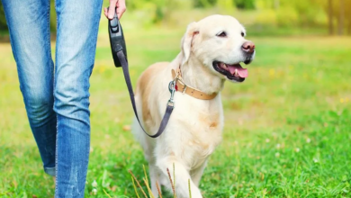 Innovador dispositivo bielorruso facilita el rescate de perros y gatos