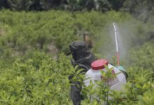 Colombia usará drones con glifosato para erradicar coca en marzo