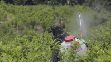 Colombia usará drones con glifosato para erradicar coca en marzo