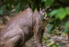 Un puma hiere de gravedad a un hombre en zona rural de Carabobo