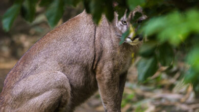Un puma hiere de gravedad a un hombre en zona rural de Carabobo
