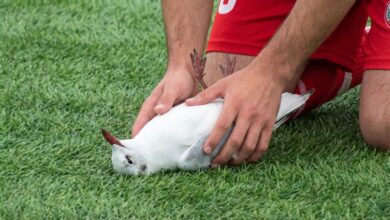 Video: El emotivo momento en que futbolistas reaniman a una gaviota en Turquía