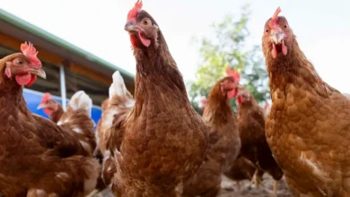 Decretan en Uruguay emergencia sanitaria por gripe aviar