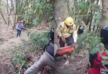 Joven de 34 años fallece por shock anafiláctico tras ataque de abejas en Miranda