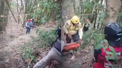 Joven de 34 años fallece por shock anafiláctico tras ataque de abejas en Miranda