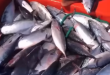 En Choroní pescan 1.000 kilos después de una semana sin actividad de pesca