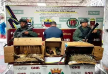 FANB decomisa aves de lujo trasladadas sin permisos legales en Táchira