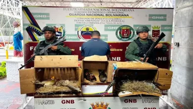 FANB decomisa aves de lujo trasladadas sin permisos legales en Táchira