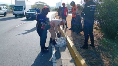 Muere un cunaguaro tras ser arrollado en Maracay