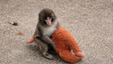 Se reportan filas de hasta 4 horas solo para ver a Punch-kun por unos minutos