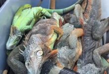 Aconsejan "matar humanamente" a iguanas congeladas por el frío récord en Florida