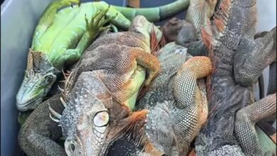 Aconsejan "matar humanamente" a iguanas congeladas por el frío récord en Florida