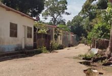 Joven se subió a una mata de mango y terminó electrocutado