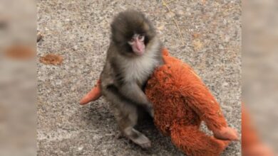 PETA exige el traslado del macaco viral Punch por señales de trauma psicológico